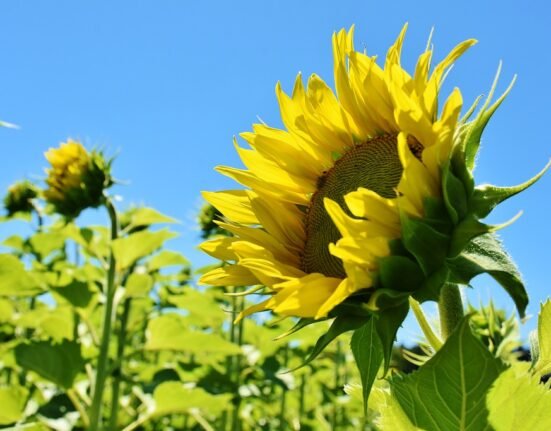 Financial Literacy: Why It's Crucial for Today's Youth